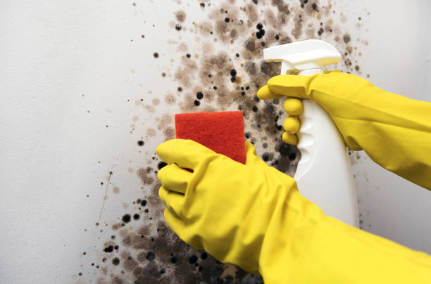 Best DIY Mold Remediation Support Services in Fair Oaks, GA